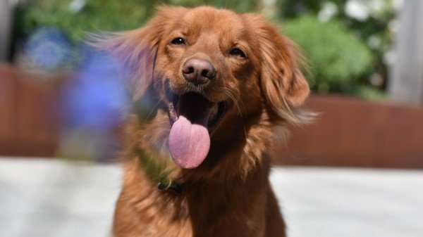 Nova