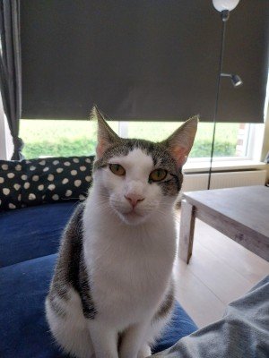 Pebbles