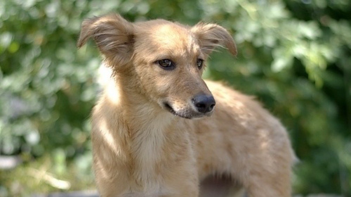 DeeDee