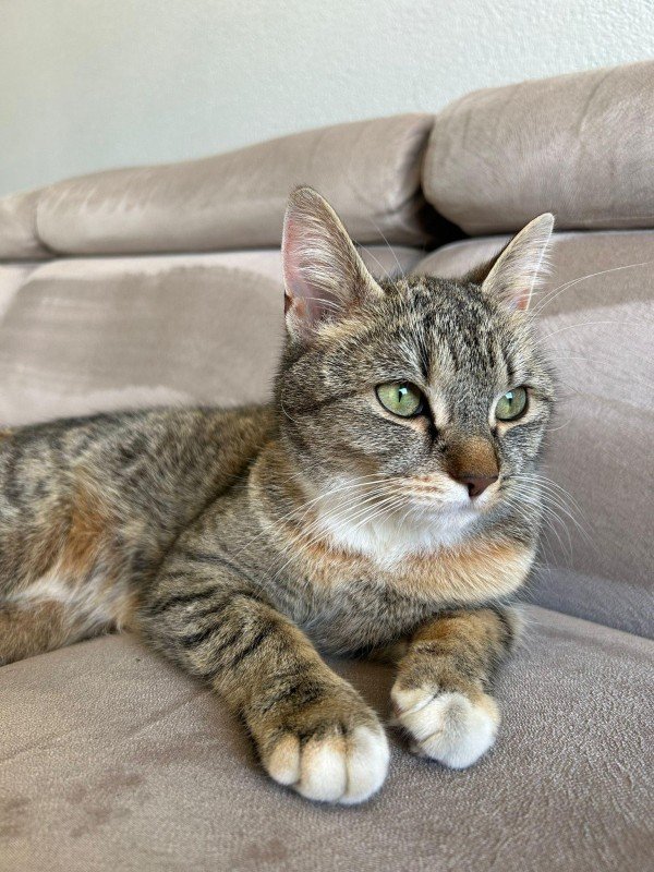 Patik
