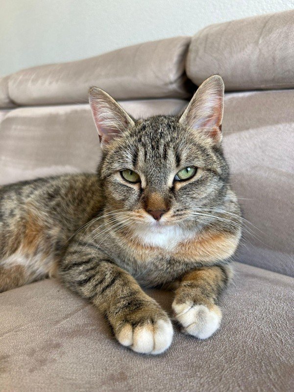 Patik