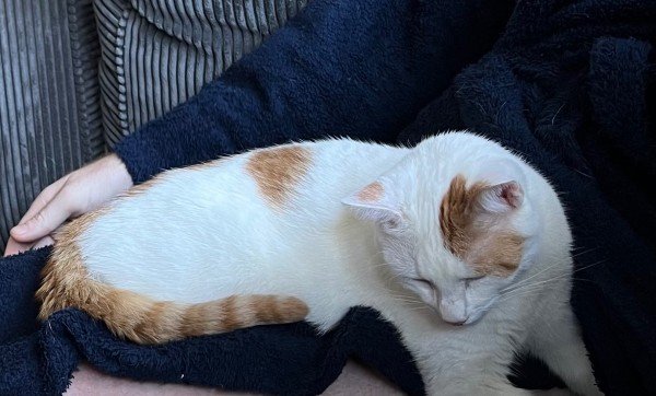 Puss ( poes )