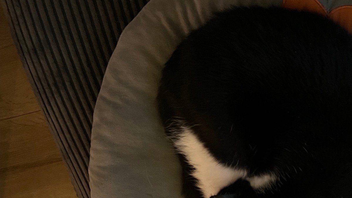Puss ( poes )