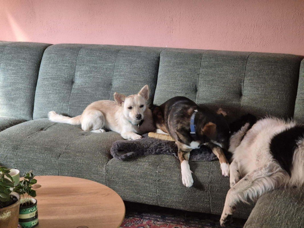 Suki