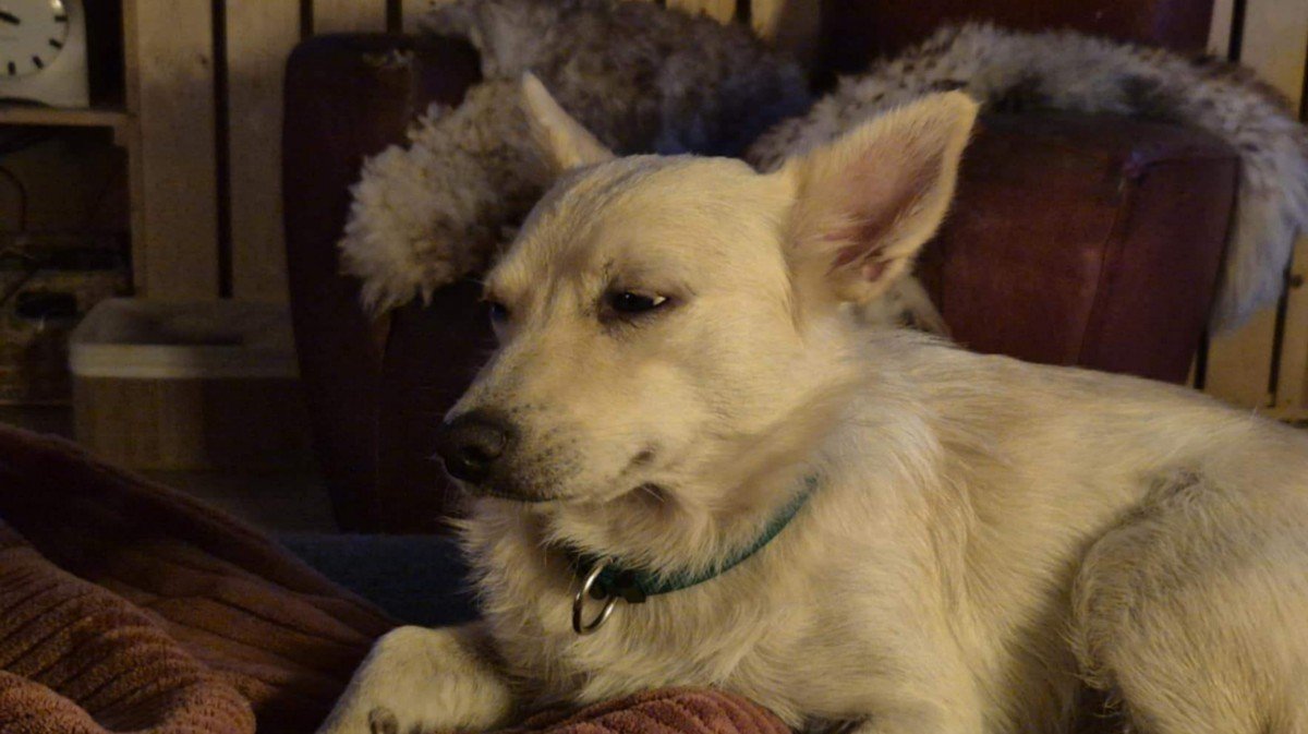 Suki