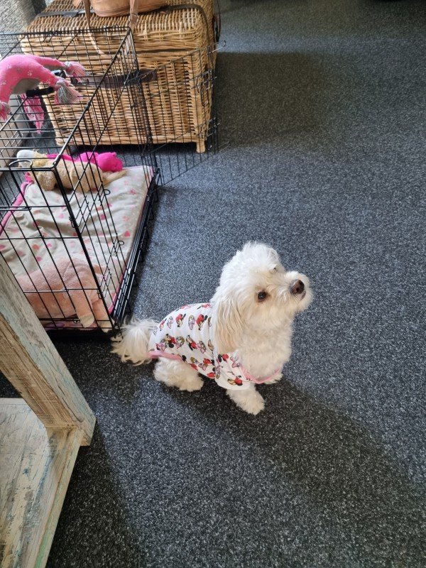 Pebbles