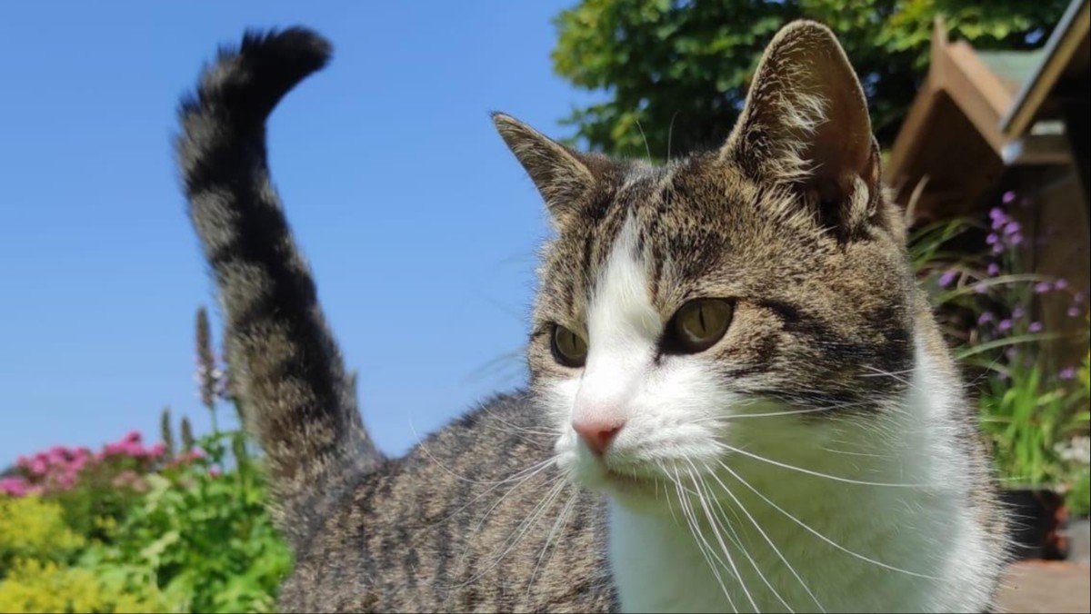 Pip