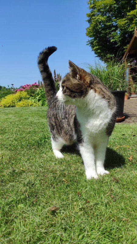 Pip