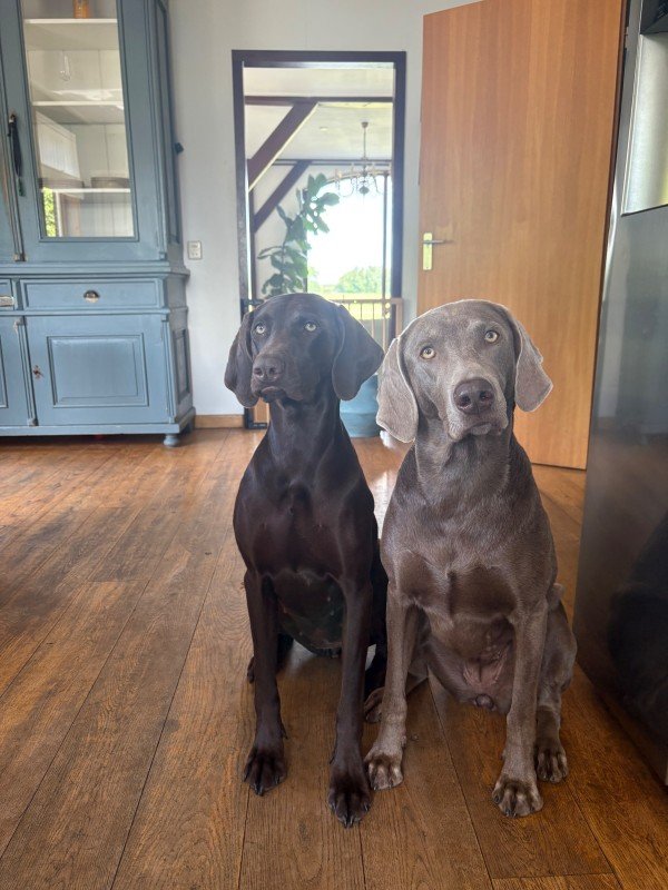 Pien & Ollie