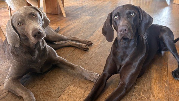Pien & Ollie