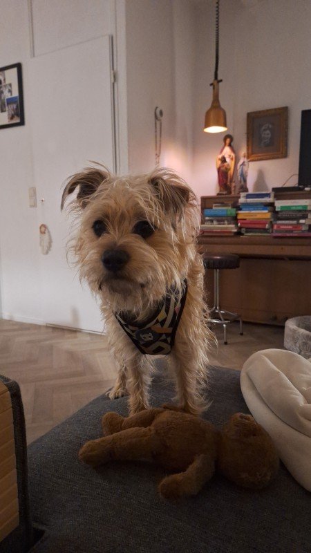 Nacho