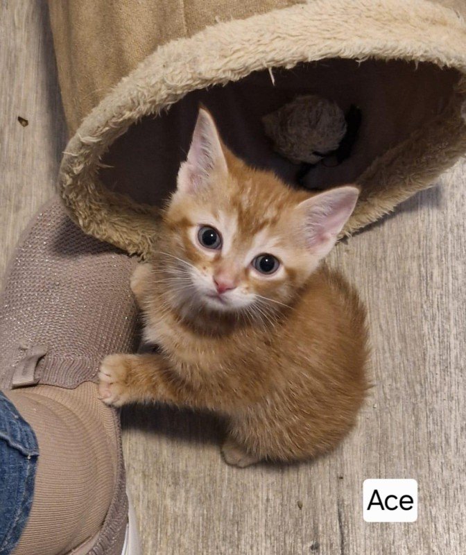Ace