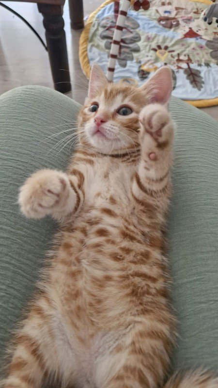 Frodo