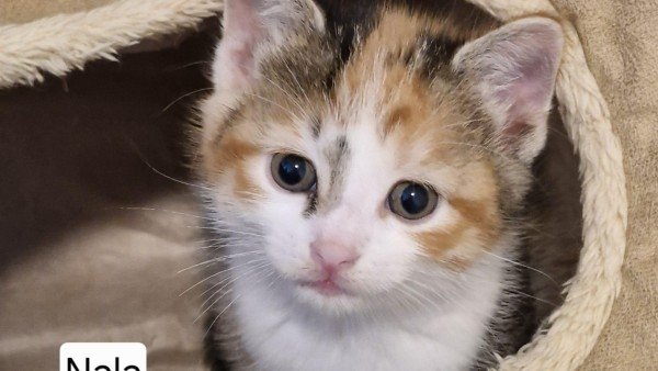 Nala