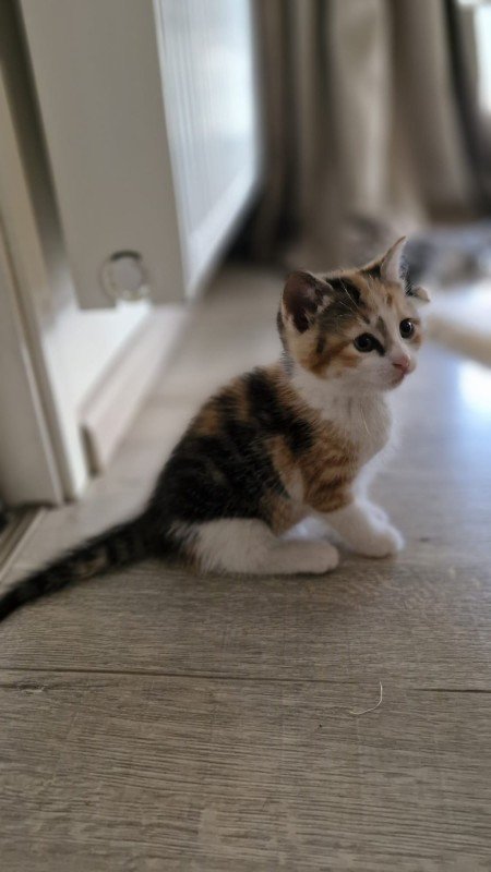Nala