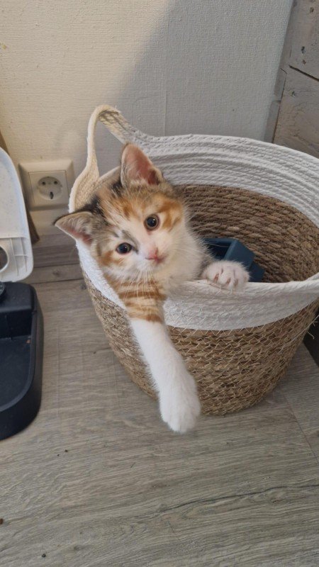 Nala