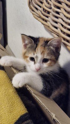 Nala