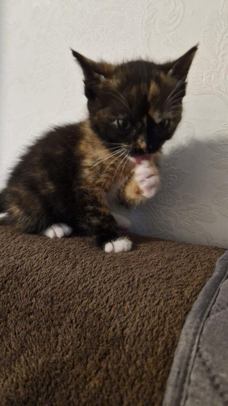 Lilly