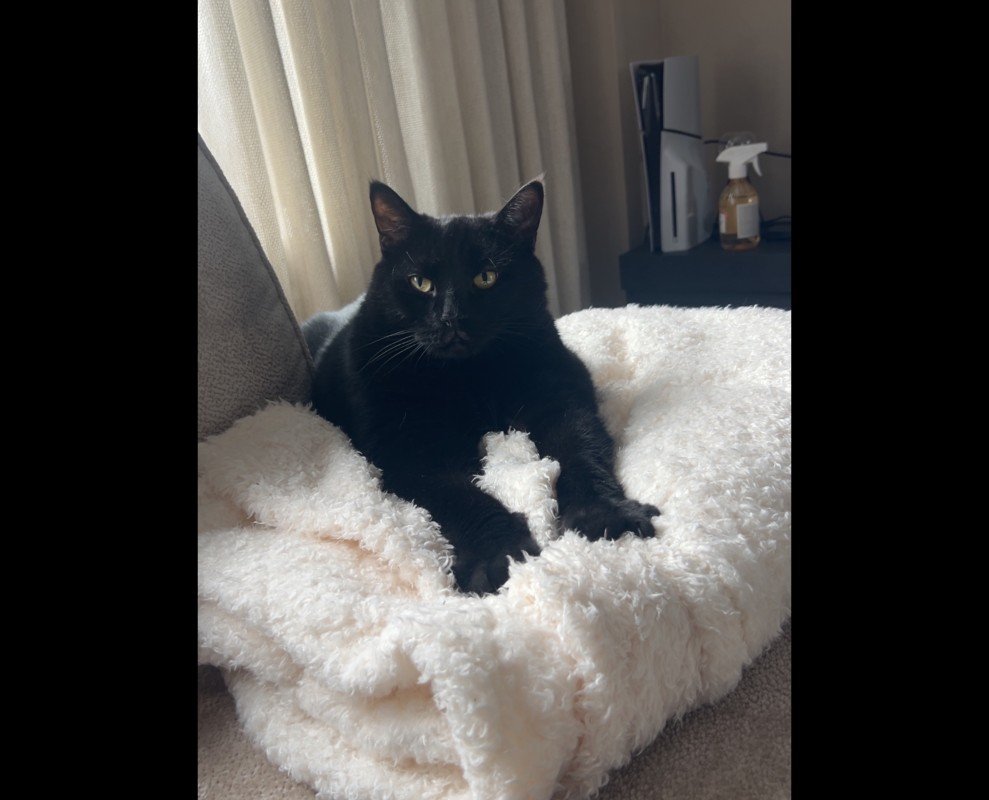 Tommie