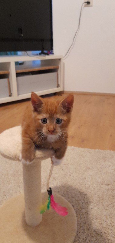 Nacho