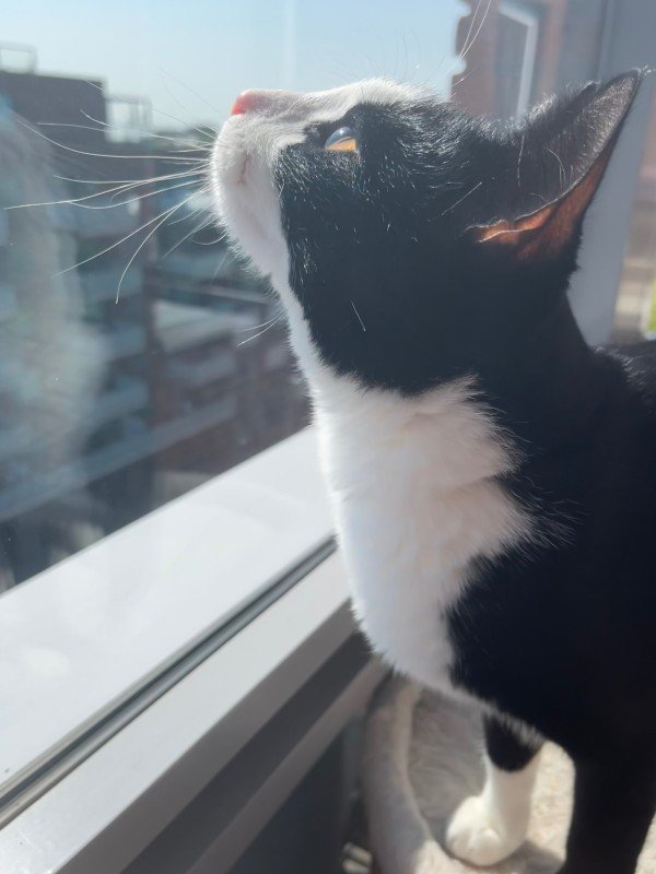Henri
