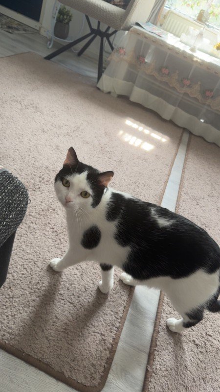 Oreo