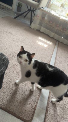 Oreo