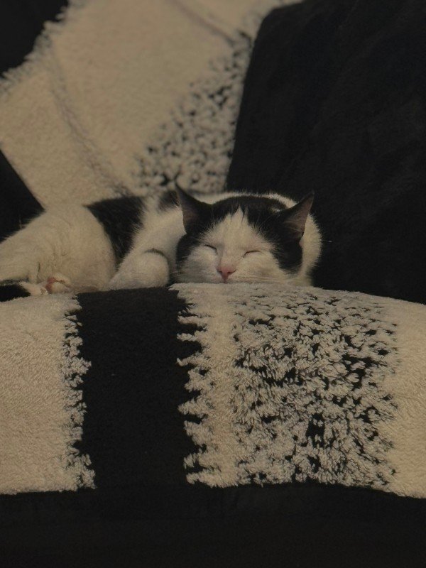 Oreo