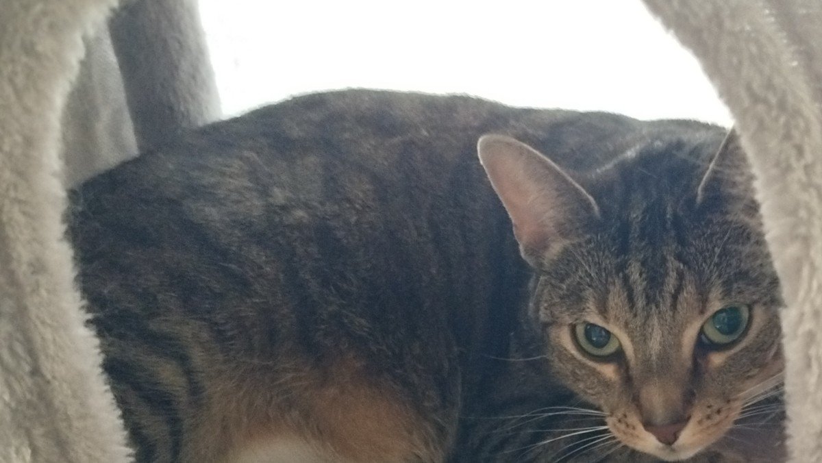 Izzy