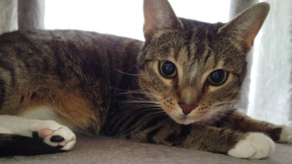 Izzy