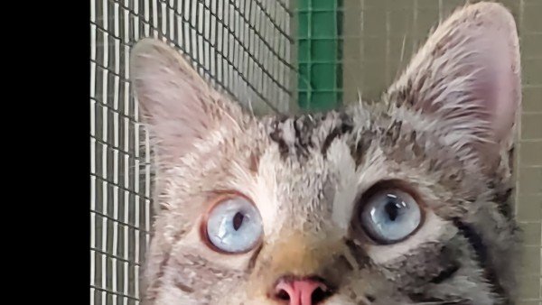 Tambor