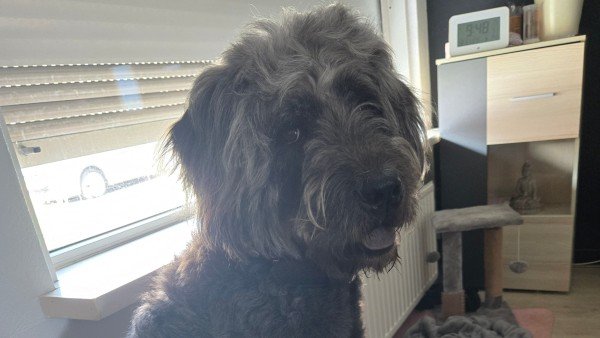 Balou