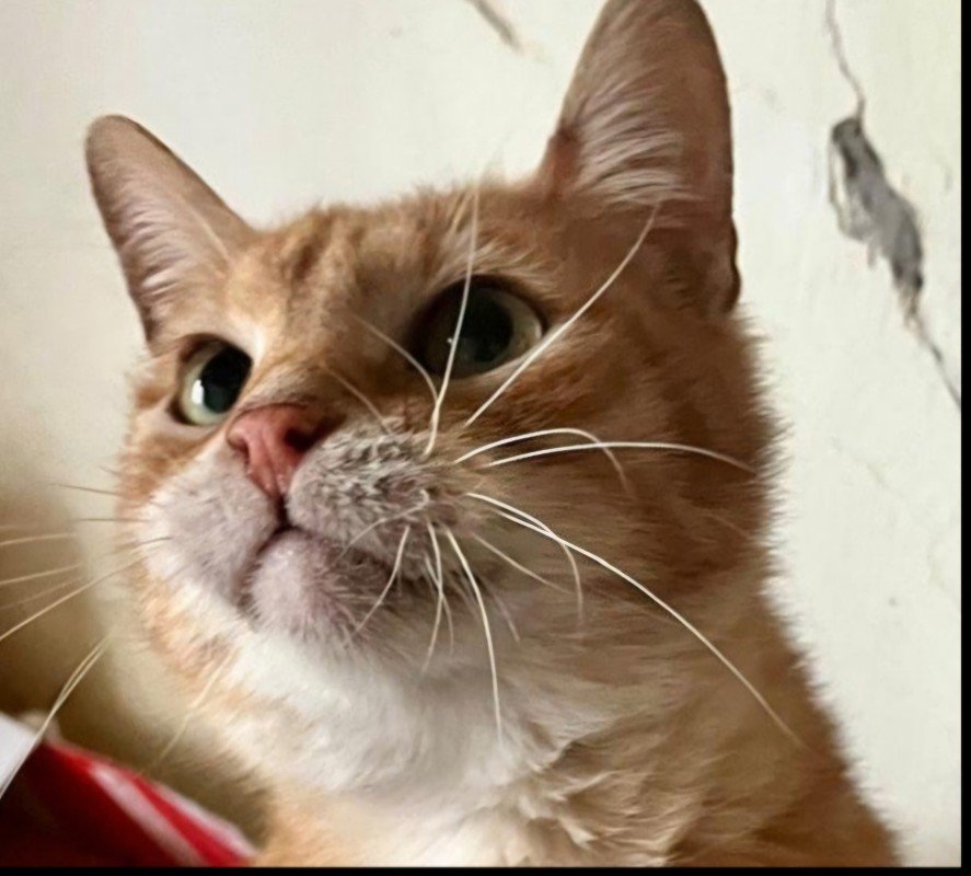 Benji