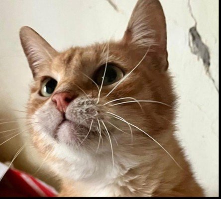 Benji