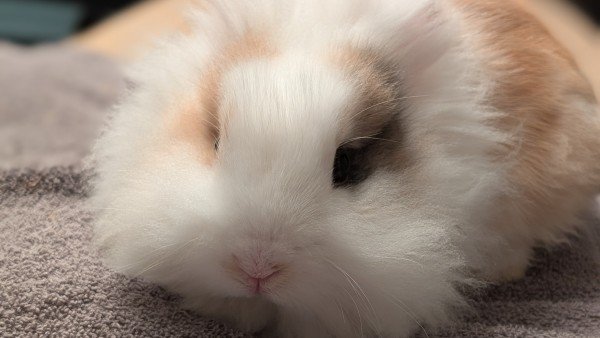 Pluisje