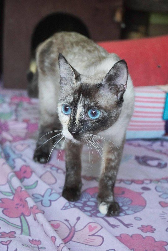 Kora