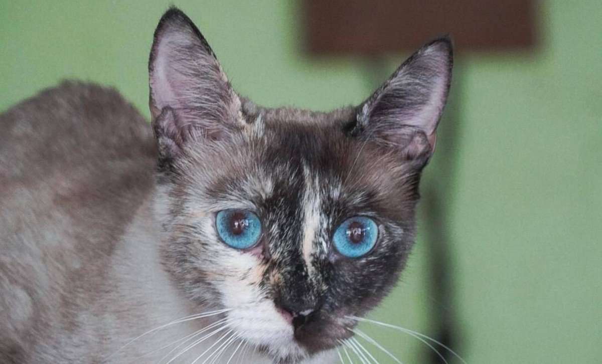 Kora