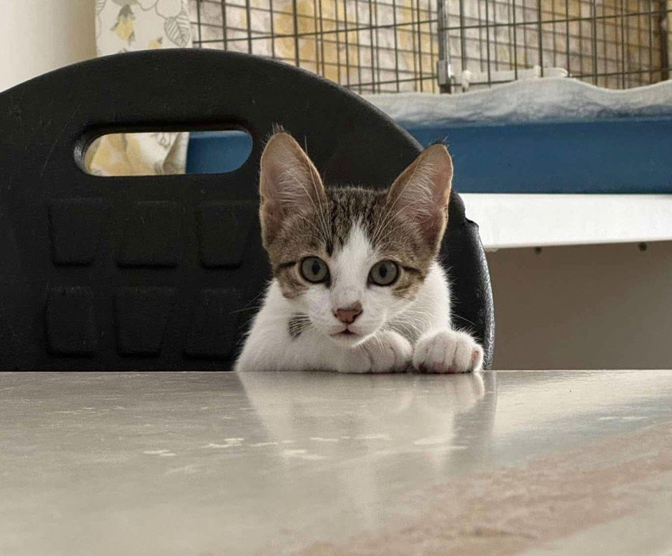 Loki