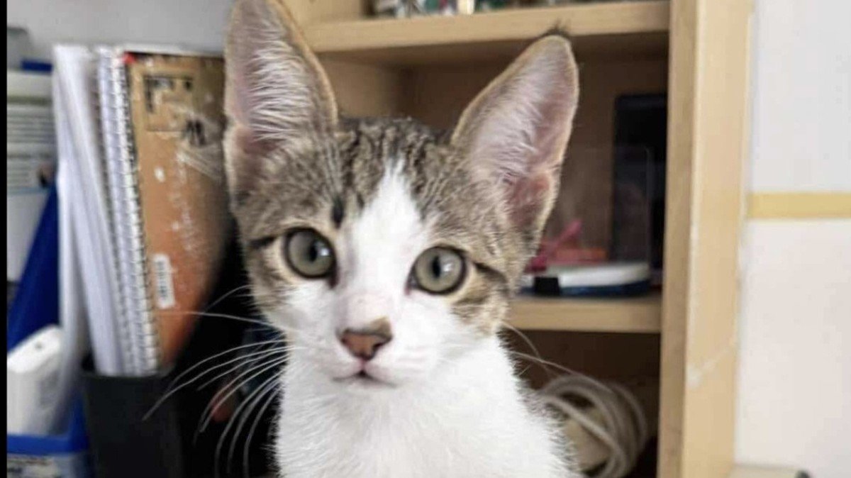 Loki