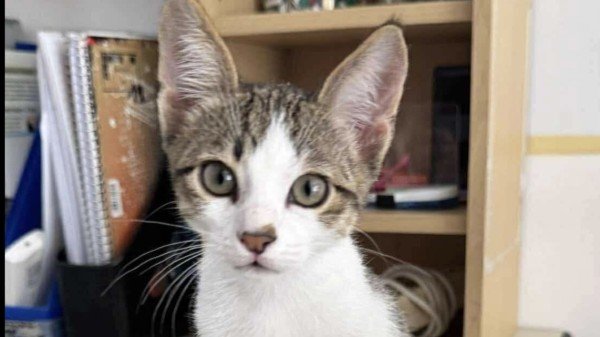 Loki