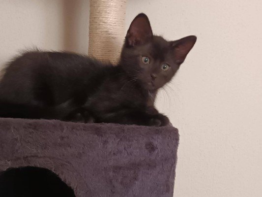 Figaro
