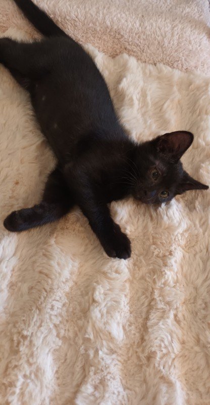 Figaro