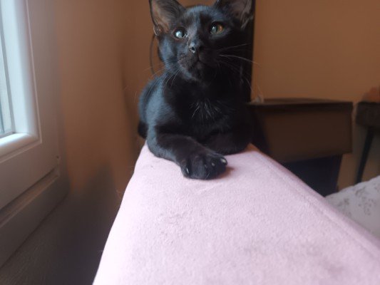 Figaro