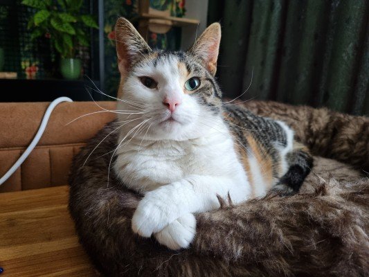 Roxy