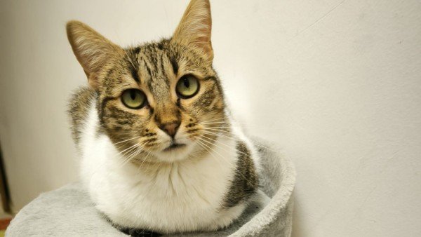 Katty