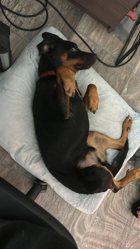 Rex