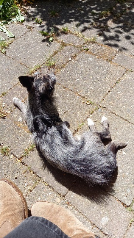 Chico