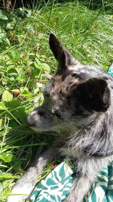 Chico