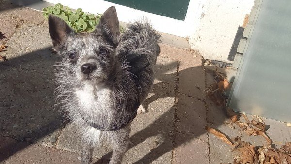 Chico