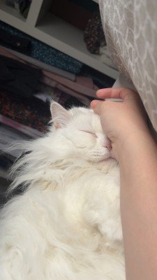 Cleo